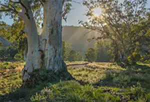 Ravine Prints: Brachina gorge at dawn, southern region of the Flinders Ranges National Park