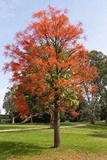 Season Prints: Brachychiton acerifolius, commonly known as the Illawarra flame tree