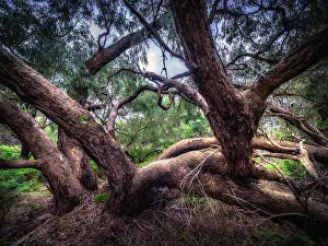 : Braeside Park Wetlands, on a winter's day