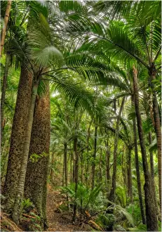 Tropical Tree Prints: Bridle track