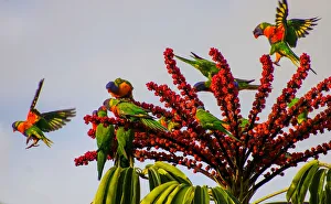 Prints of Rainbow Lorikeet (Trichoglossus haematodus) are widespread in eastern and northern Australia, and also around Perth Rainbow Lorikeet Prints: Bright & Colourful Rainbow Lorikeets matching the flowers