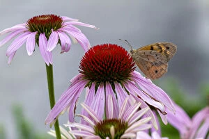 Images Dated 30th December 2018: Bright Eyed Brown Butterfly on an echinacea Flower