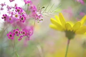 Sharon Lapkin Photography Prints: Bright Happy Flowers