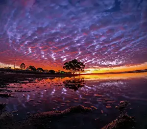 Prints of Brisbane Mitchell Pettigrew Photography Prints: Brighton Tree