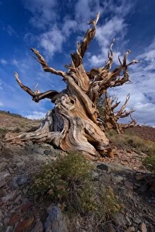 Images Dated 15th September 2014: Bristlecone tree