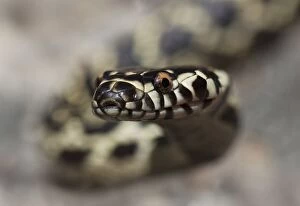 Images Dated 19th November 2014: Broad-headed snake (Hoplocephalus bungaroides)