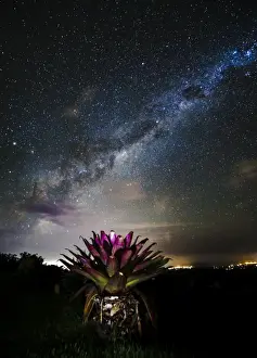 Bromeliad and stars