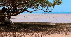 Images Dated 26th October 2020: Broom Mangrove View