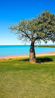 Broome Boab