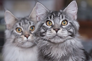 Brother & Sister Brother & Sister