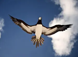 Images Dated 2011: brown booby checking me out