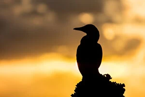 Images Dated 7th June 2016: Brown Booby Sunrise