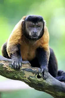 Brown Capuchin, (Cebus apella)