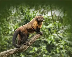 Animal Hair Prints: Brown Capuchin on a tree branch