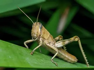 Australian Animal Prints: Brown grasshopper perched on green leaf in natural habitat