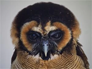 Images Dated 1st July 2013: Brown Owl face portrait