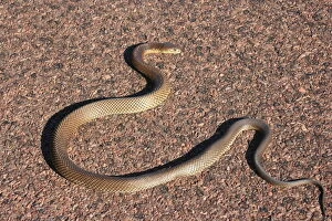 Snakes Collection: Brown snake