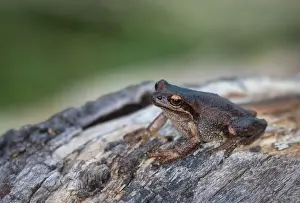 Brown tree frog (Litoria ewingi)