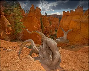 Bryce Canyon National Park, Utah, south west United States