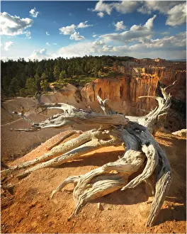 Bryce Canyon National Park, Utah, south west United States