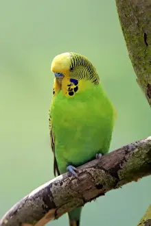 Vibrant Color Prints: Budgerigar