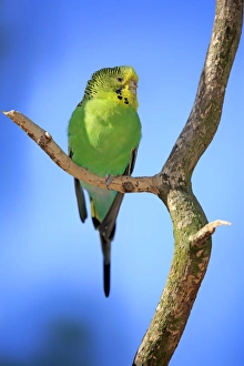 Animals/naturfotografie sohns wildlife photography/budgerigar melopsittacus undulatus Animals/naturfotografie sohns wildlife photography/budgerigar melopsittacus undulatus