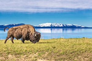 Images Dated 31st May 2012: Buffalo grasing in Yellowstone National Park