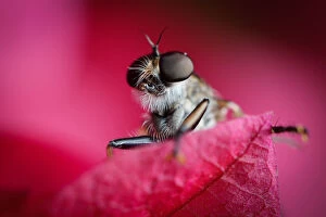 Insects Collection: Bug eye view