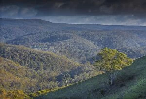 Images Dated 31st July 2016: Bullengarook countryside, Macedon Ranges, Victoria, Australia