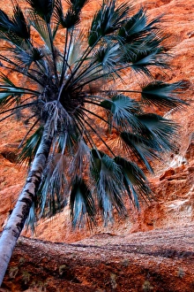 Bungle palm