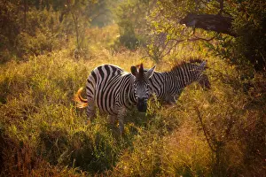 Scrubs Prints: Burchells Zebras in the Morning Light, Kruger National Park, South Africa