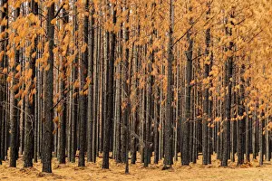 Vicki Smith Australian Landscape Photography Prints: Burnt Pine trees in a pine tree plantation with brown leaves and black trunks