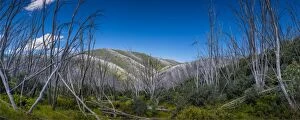 Images Dated 21st January 2017: Burnt trees at Falls creek in the Alpine mountainous region of north east Victoria, Australia