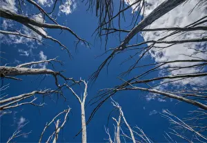 Burnt trees at Falls creek in the Alpine mountainous region of north east Victoria, Australia