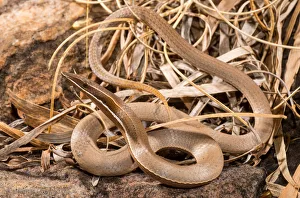 Burtons legless lizard Burtons legless lizard