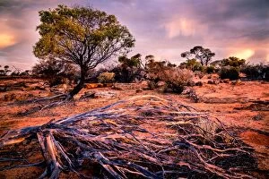 Images Dated 5th January 2016: Bush, Desert, Western Australia, australia, outback, red, sunset