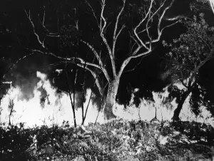 Fire Prints: Bush Fire