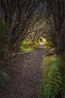 Arch Prints: Bushland Track