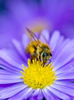 Busy as a bee