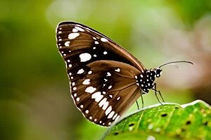 Insects Collection: butterfly
