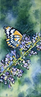 Images Dated 1st March 2021: Butterfly Resting on a Nepeta Flower Mixed Media Painting