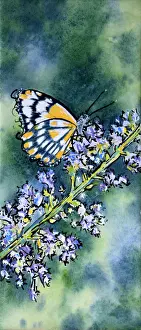 Judi Parkinson Prints: Butterfly Resting on a Nepeta Flower Mixed Media Painting