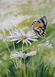 Art Collection: Butterfly Resting on a White Daisy Flower Watercolor Painting