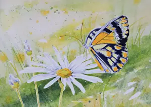 Detail of Butterfly Resting on a White Daisy Flower Watercolor Painting