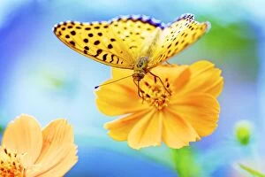 Fine Art Photography Collection: A butterfly on a yellow cosmos flower