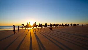 Images Dated 25th April 2014: Cable Beach - The famous camel ride