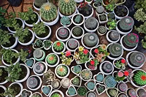 Cacti, Da Lat market, Dalat