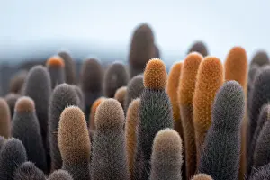 Prints of Colourful cacti set against a backdrop of twisted lava formations on Fernandina Island in the GalAapagos James Stone Nature Photography Prints: Cacti of GalAapagos