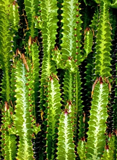Flower And Plant Prints: Cacti Patterns