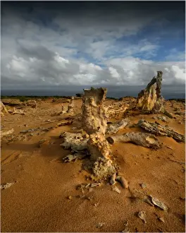 Calcified Forest